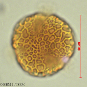 ISEM 1/Macrocarpaea_arborescens_28098/Macrocarpaea_arborescens_28098_0001(copy)_thumb.jpg